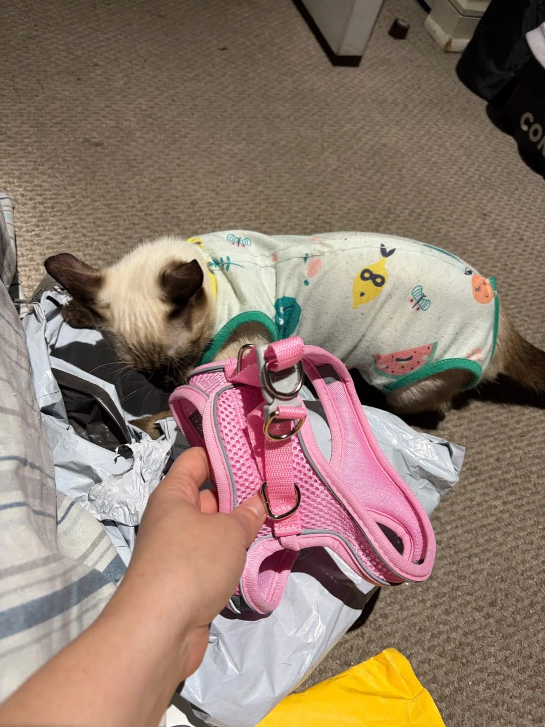 Customer photo review of ARNÉS + CORREA ANTIESCAPE PARA GATOS