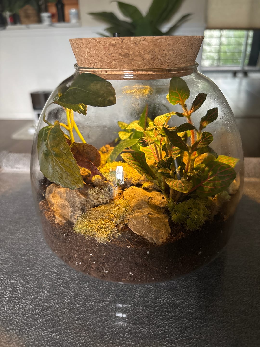 Customer photo review of Light Up Terrarium Kit