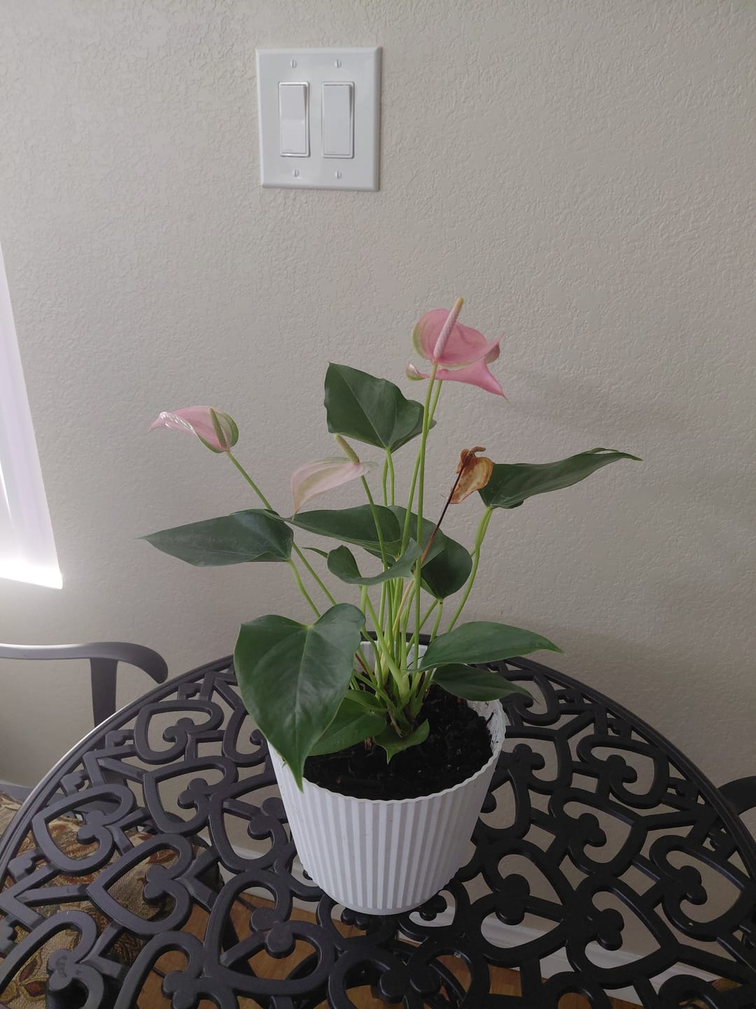 Customer photo review of Assorted Indoor Flowering Plant Set of 4 Live Houseplants in 4" Pots- Anthurium, African Violet, Blooming Cactus, Peace Lily
