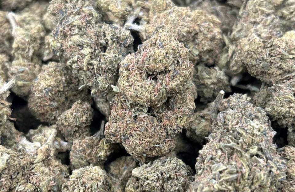 Customer photo review of Biscotti THCA Flower (Premium)