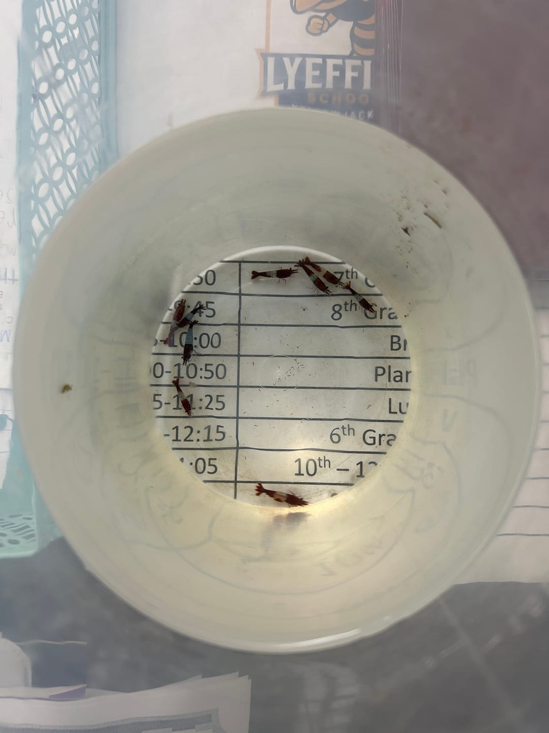 Customer photo review of Red Rili Shrimp