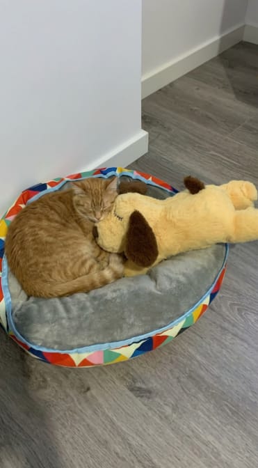 Customer photo review of Peluche Calmante para Mascotas