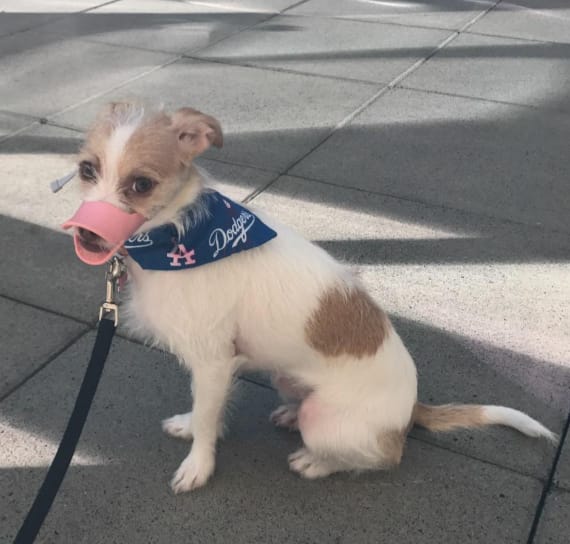 Customer photo review of Bozal QuietDog ˢᵗʳ Controla mordidas y ladridos.
