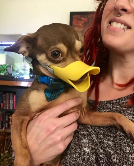 Customer photo review of Bozal QuietDog ˢᵗʳ Controla mordidas y ladridos.