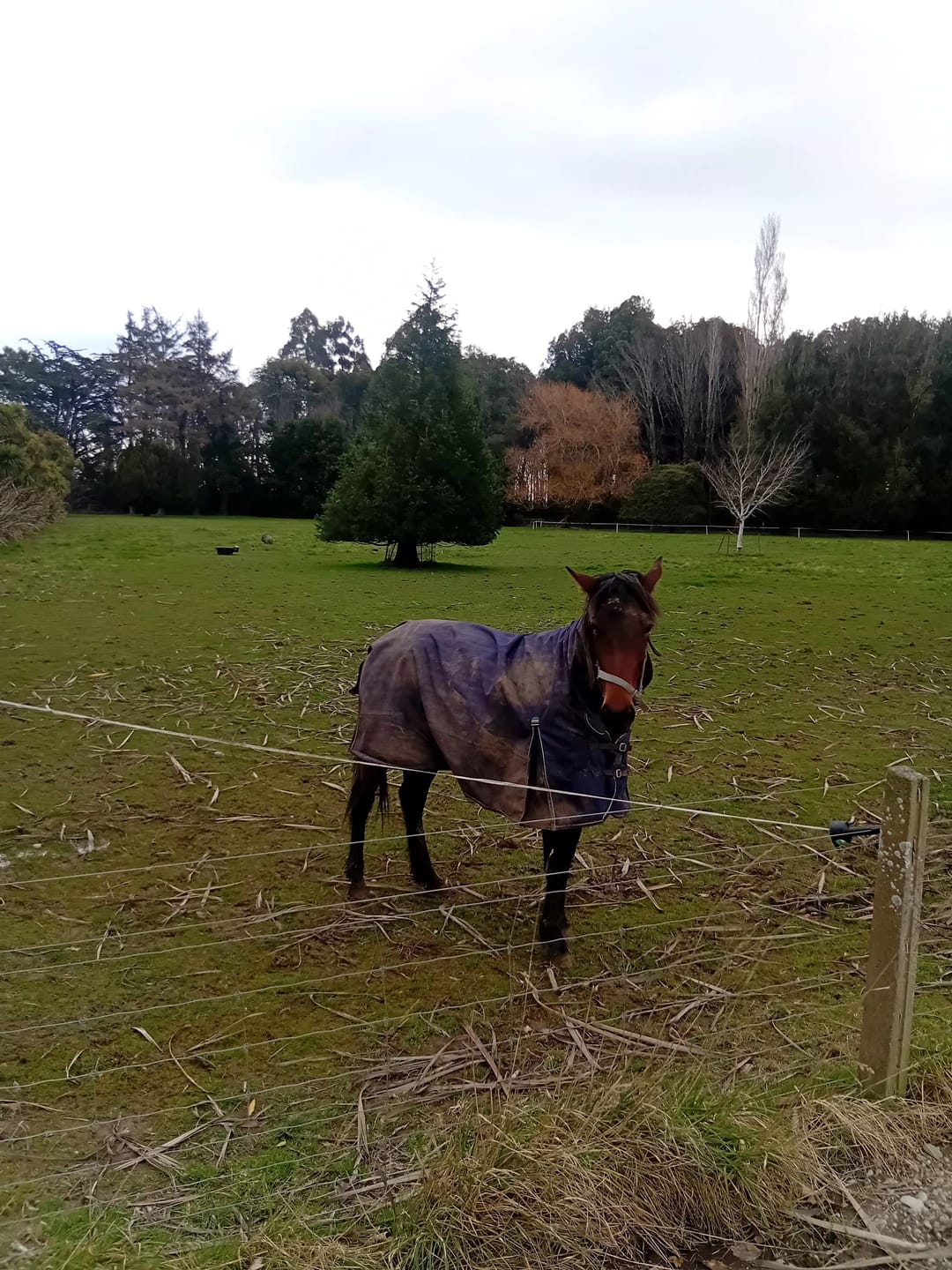 Customer photo review of Weatherbeeta Comfitec Prelim Turnout Combo