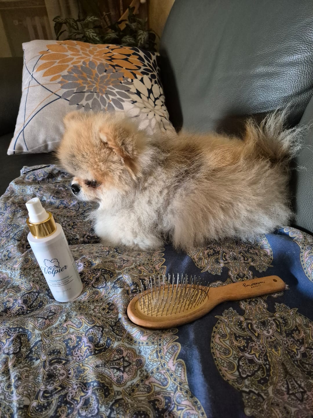 Customer photo review of Volpier Elixir ™| Lozione dermatologica avanzata per BSD, Alopecia X e rigenerazione del mantello