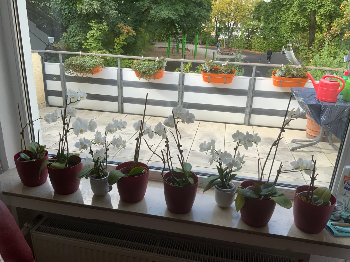 Customer photo review of Große Two of Us Ice Lips mit schneeweißen Blüten und 2 Rispen