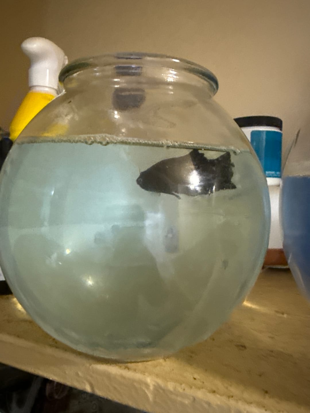 Customer photo review of Super Black Plakat Male Betta Fish