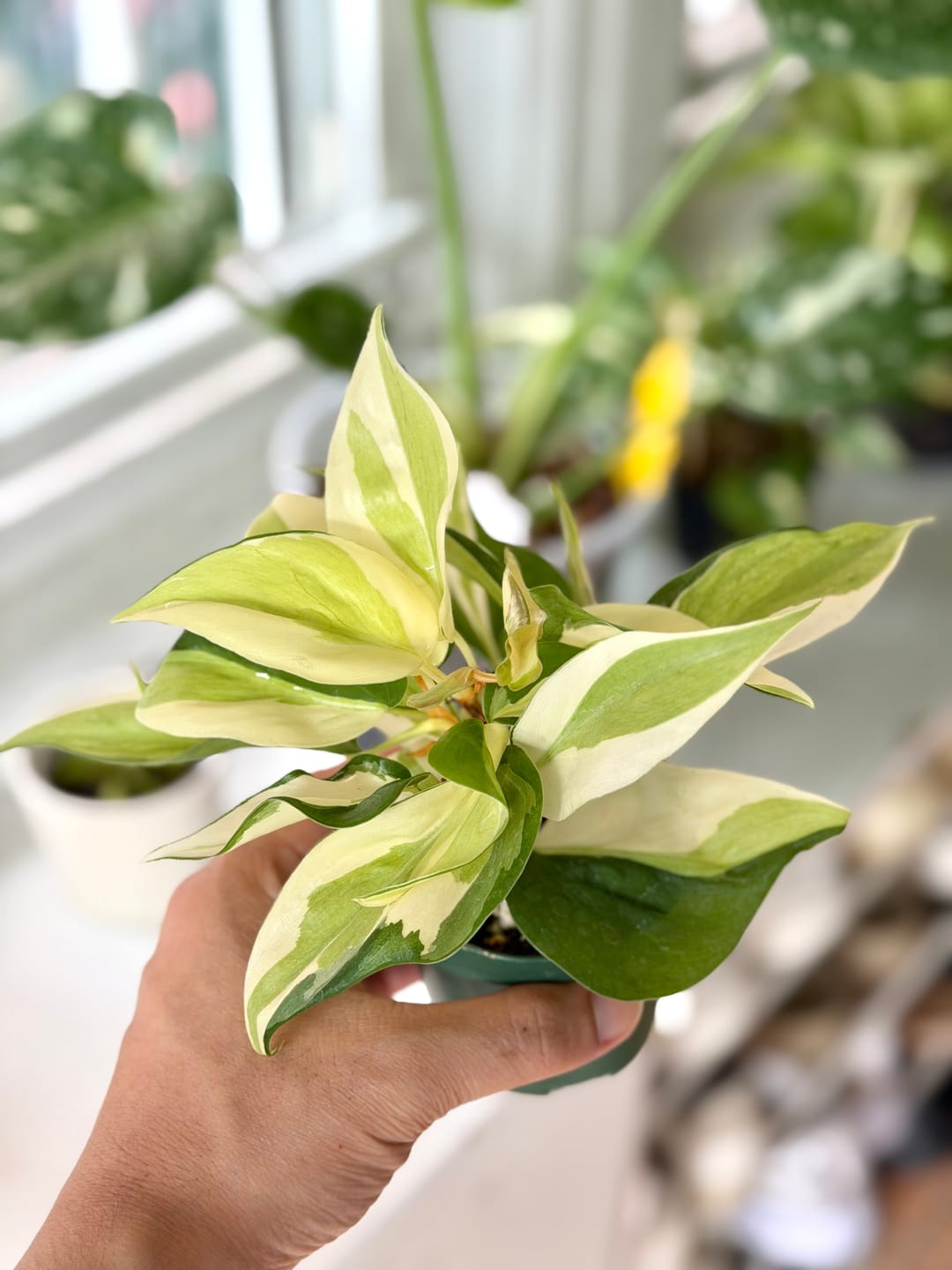 Customer photo review of Philodendron hederaceum 'Gabby'