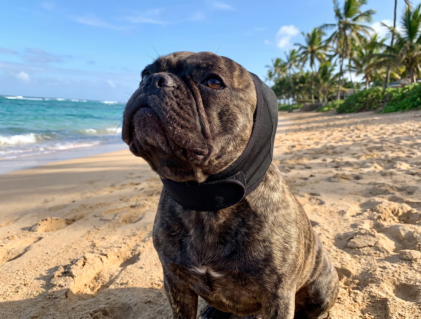 Customer photo review of Orejeras Calmantes para Perros