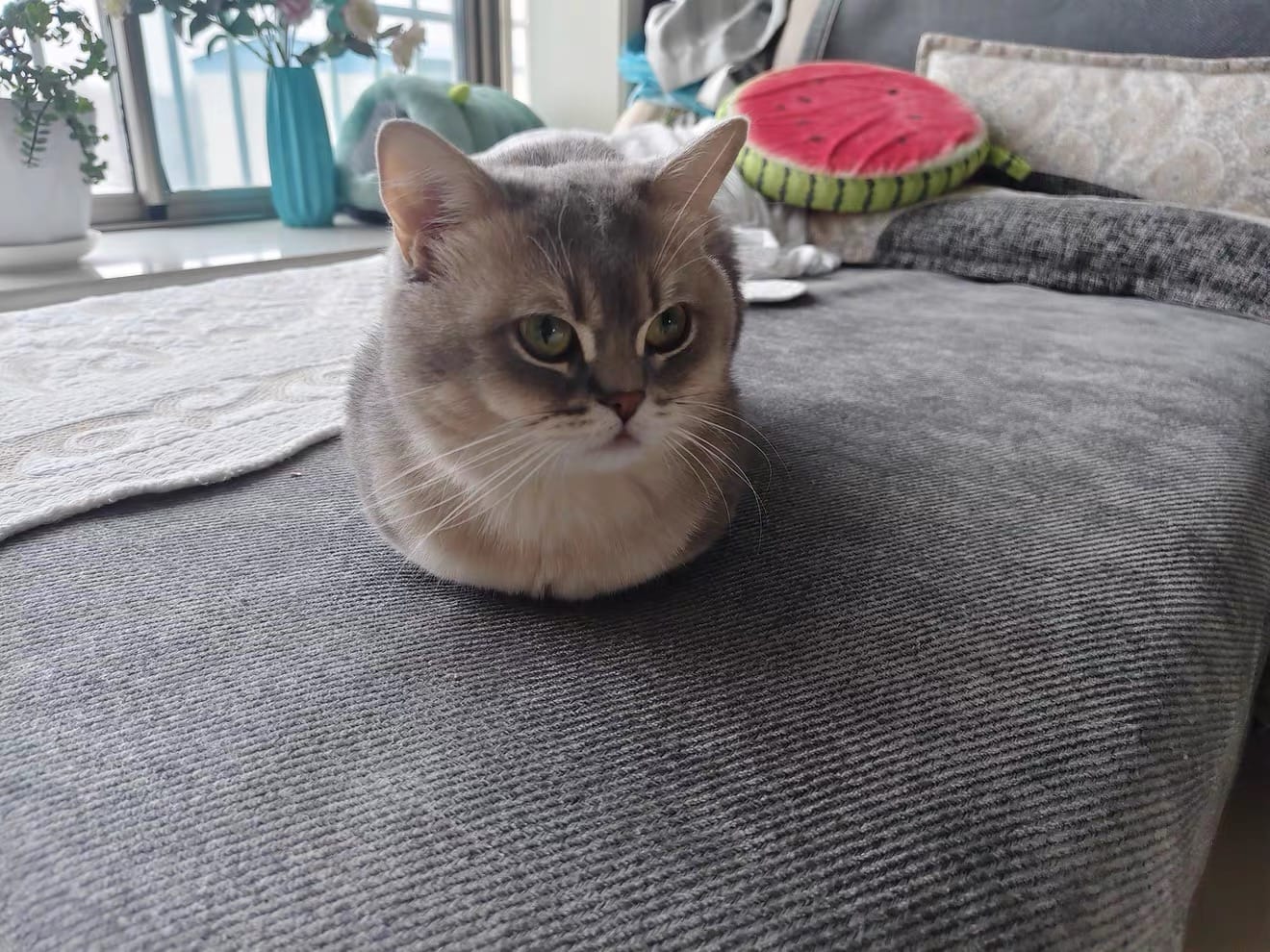 Customer photo review of ChenilleGuard™ Waterproof Anti-Scratch Sofa Cover