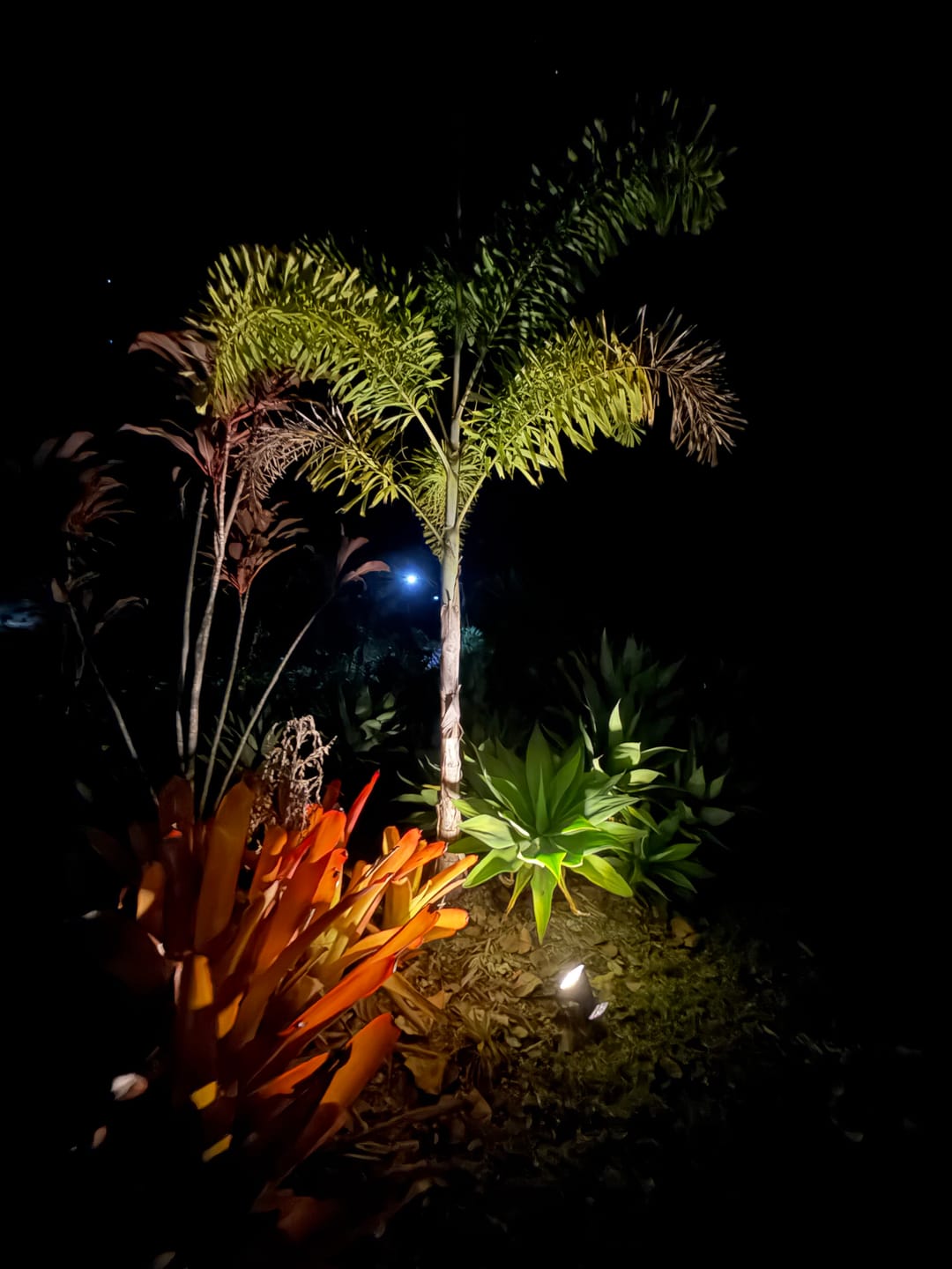 Customer photo review of GardenBrite™ Single Solar Spotlight