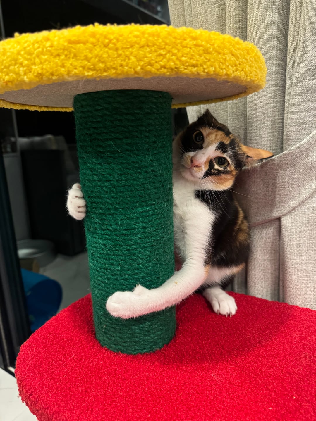 Customer photo review of Chroma Cat Climber
