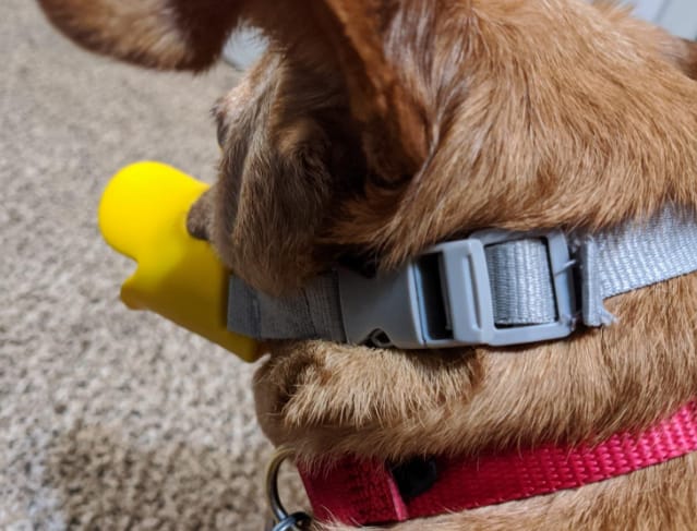 Customer photo review of Bozal QuietDog ˢᵗʳ Controla mordidas y ladridos.