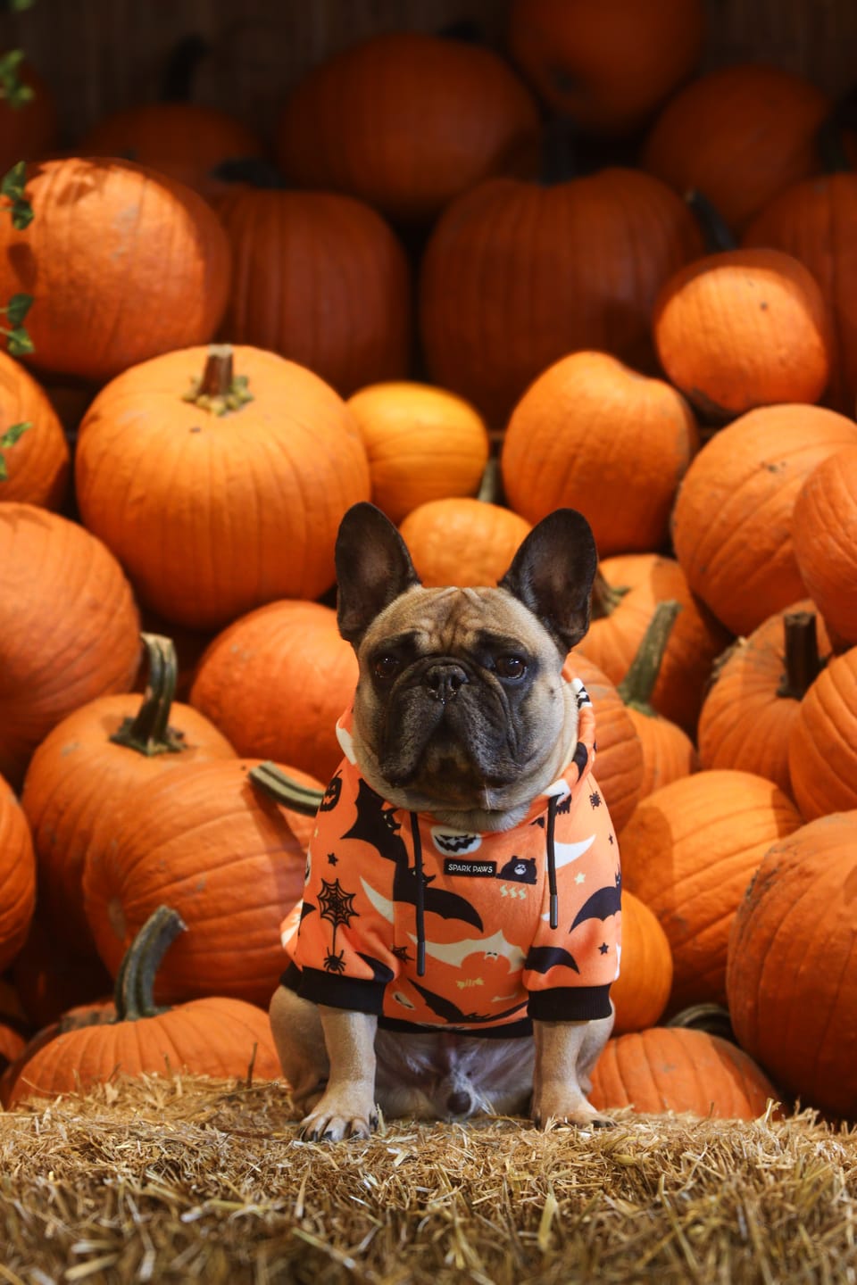 Customer photo review of Halloween Dog Hoodie - Orange (2)