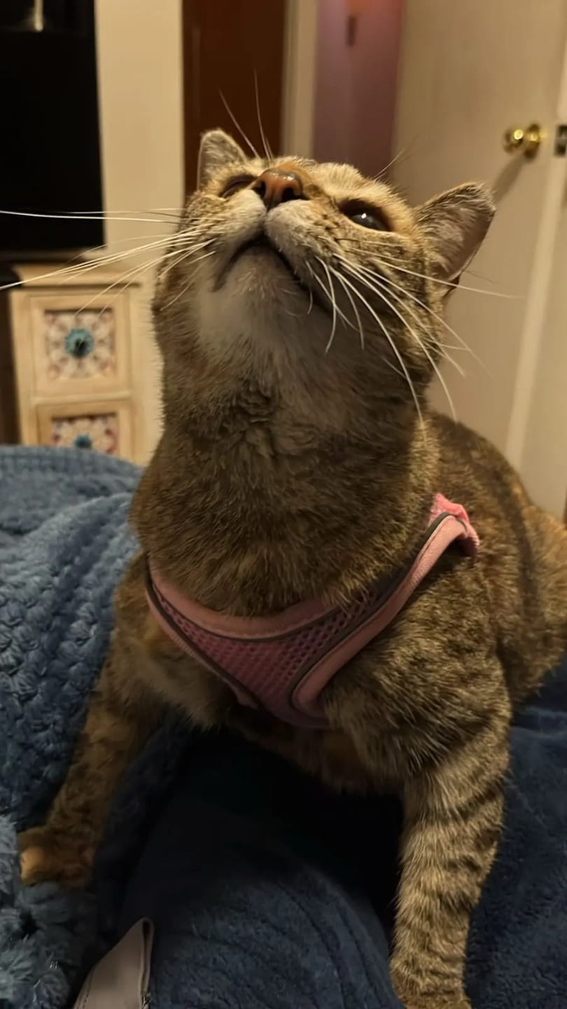 Customer photo review of ARNÉS + CORREA ANTIESCAPE PARA GATOS