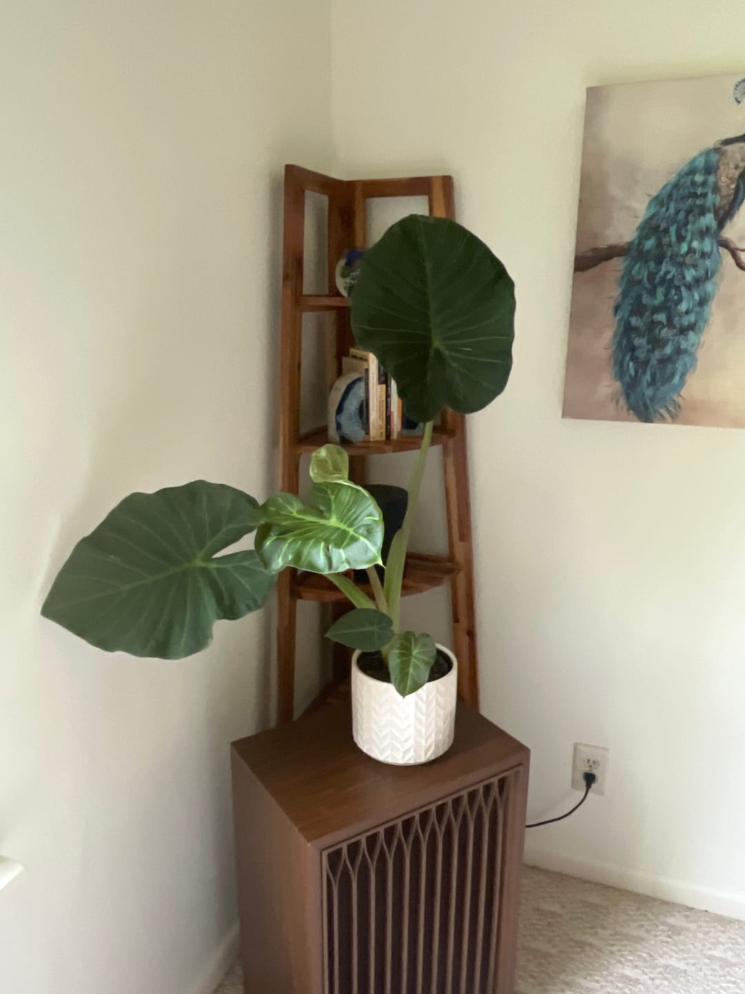 Customer photo review of Alocasia Regal Shields