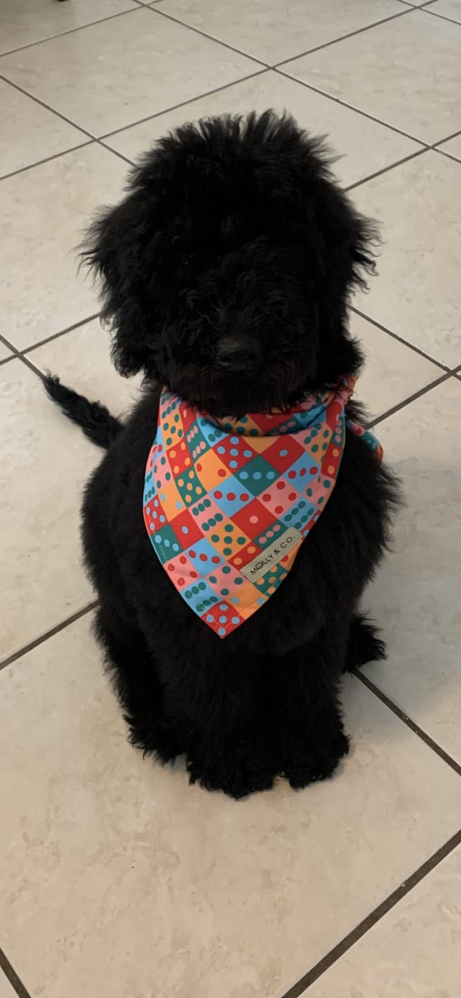 Customer photo review of Doble Seis - Reversible Dog Bandana