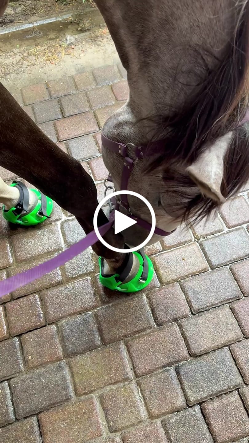 Customer video review of Renegade® Viper Shield™ Hoof Boot Seconds - Emerald Green