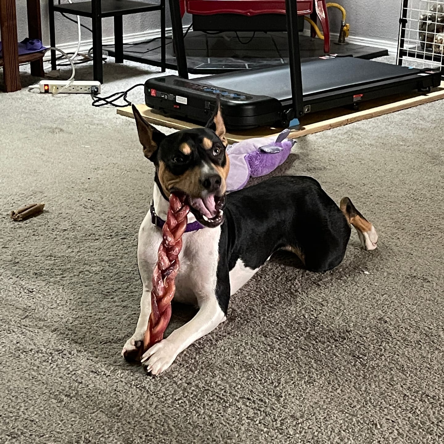 Customer photo review of 12-inch MONSTER Braided Bully Stick