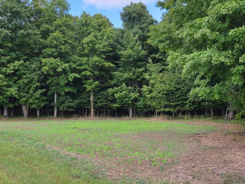 Customer's No Till No Problem plot showing healthy green growth against a backdrop of tall green trees.