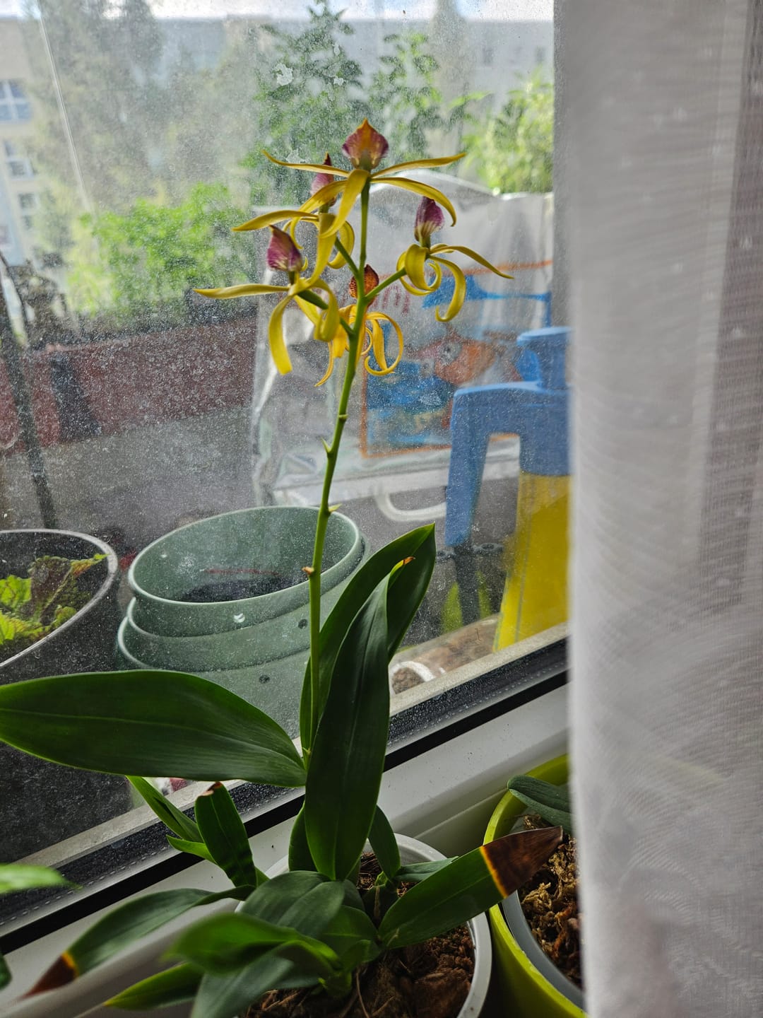 Customer photo review of Encyclia Jasper mit orange-gelben Blüten und 1+ Rispen