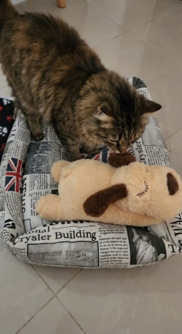 Customer photo review of Peluche Calmante para Mascotas