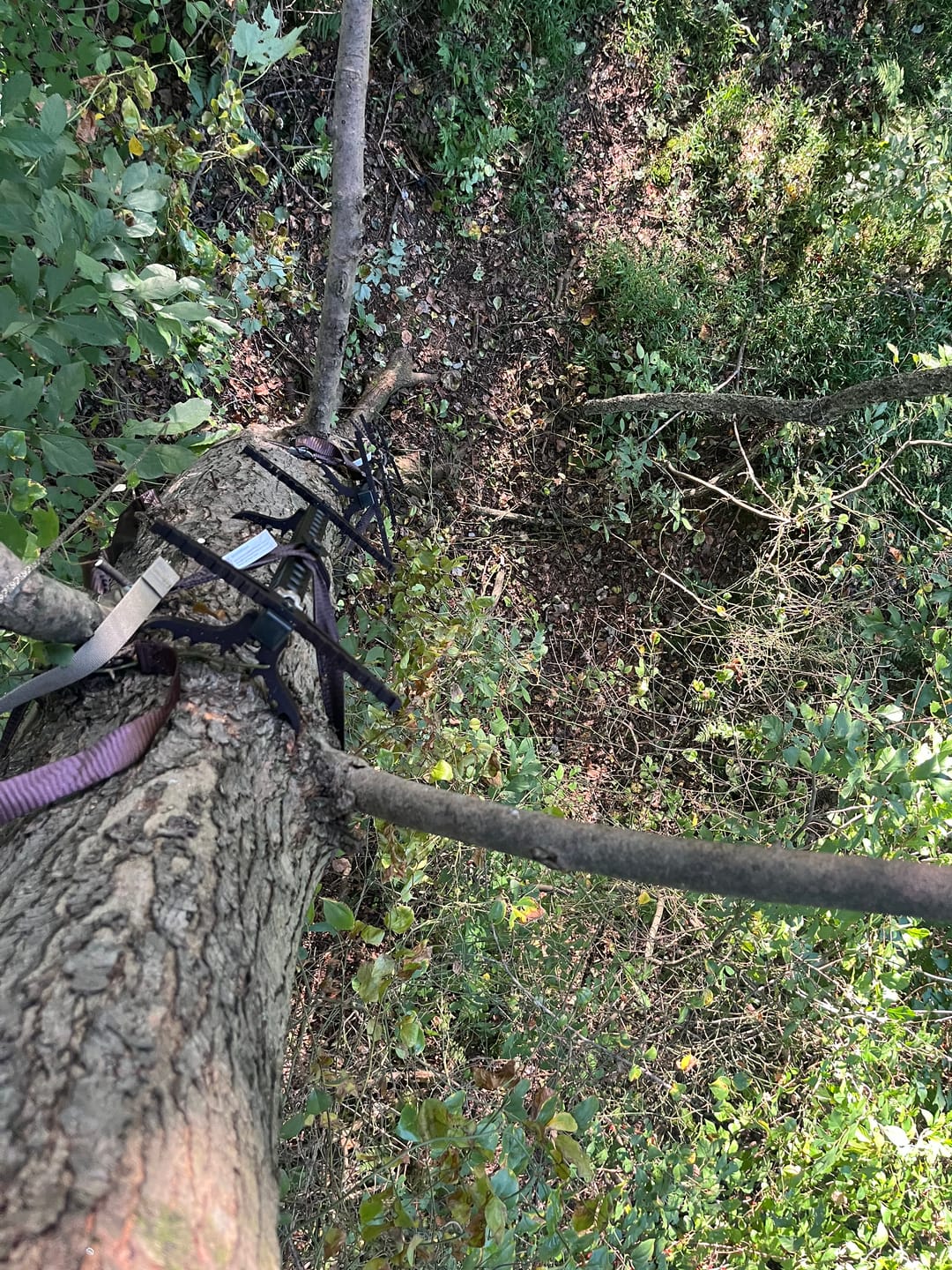 Customer photo review of BEAST GEAR CLIMBING STICK