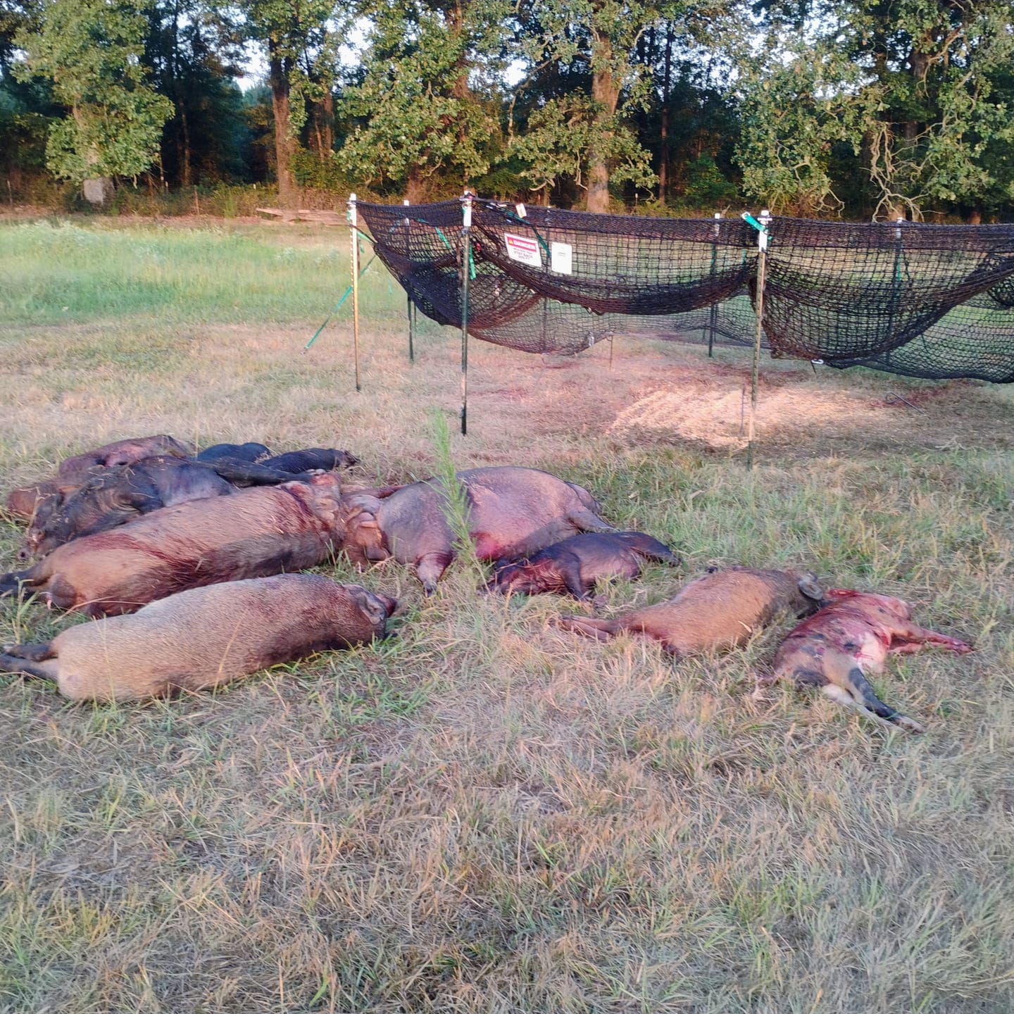 Customer photo review of Pig Brig Trap System