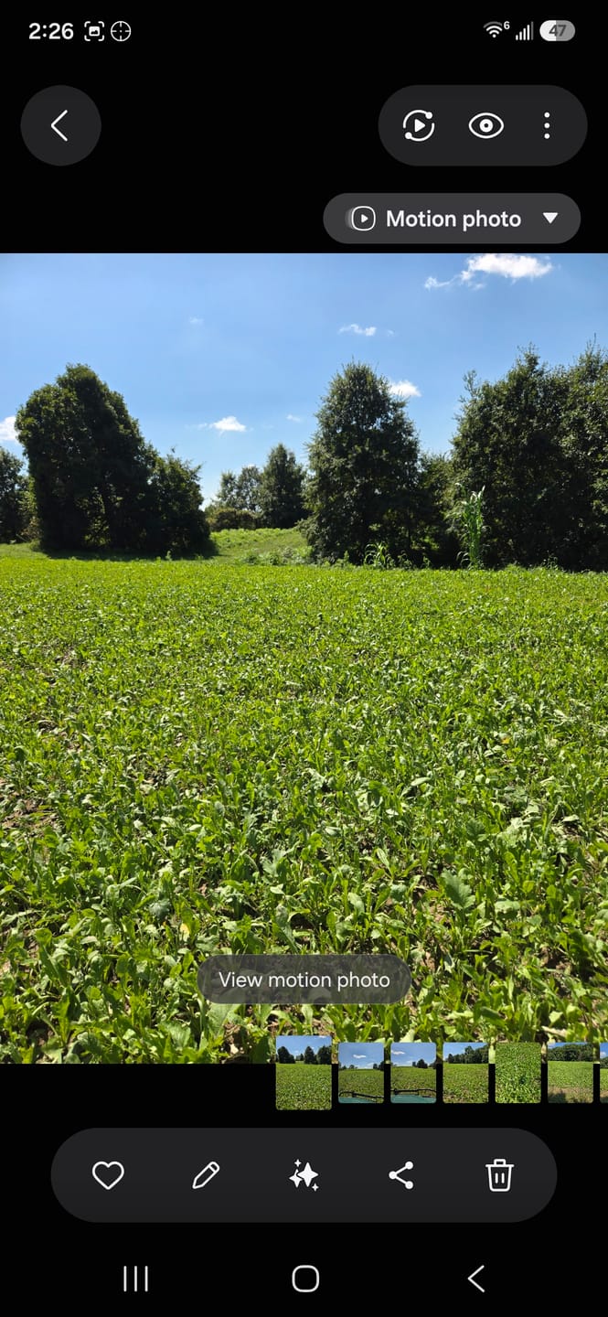 Customer photo review of No Till No Problem