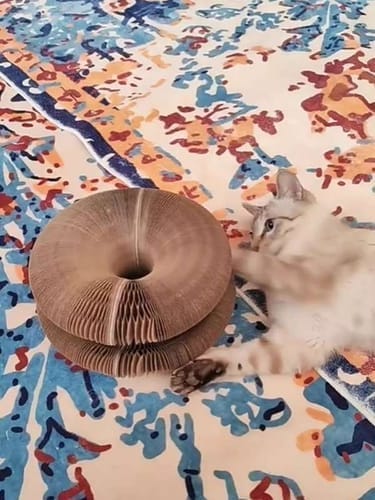 Customer photo review of CurePet Interactive Springs - Physical and Mental Exercise Toy for Cats