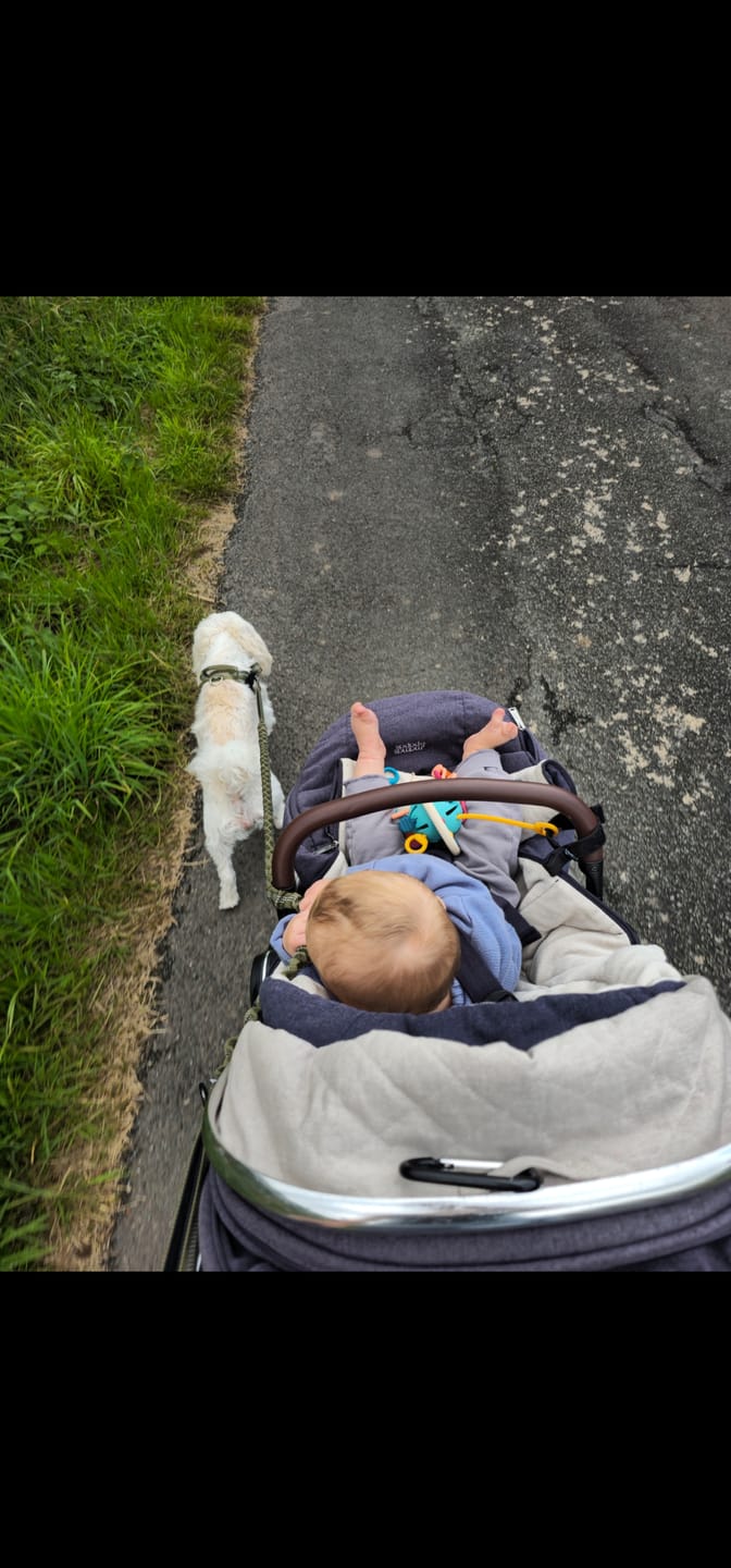 Customer photo review of ParoPet No-Pull Dog Harness