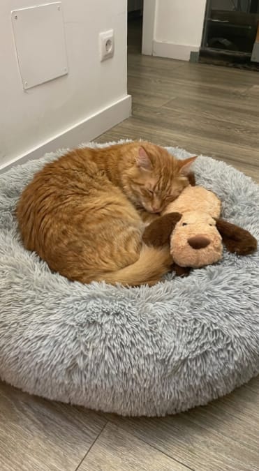 Customer photo review of Peluche Calmante para Mascotas