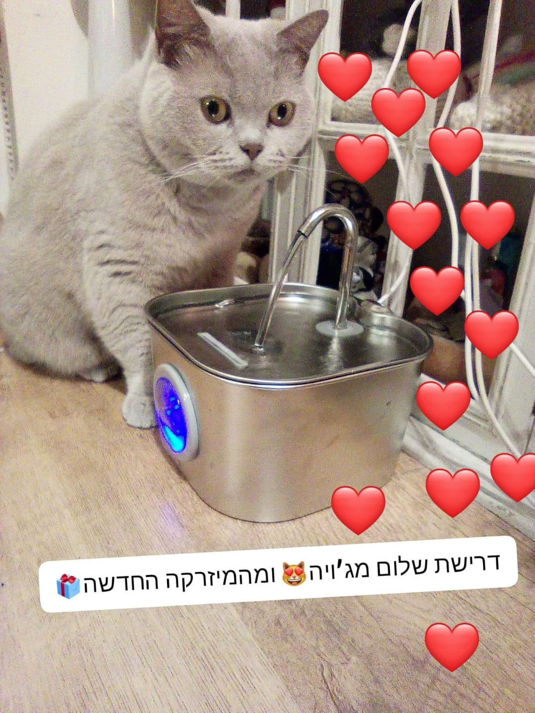 Customer photo review of AquaPurr™ Fresh Water Fountain