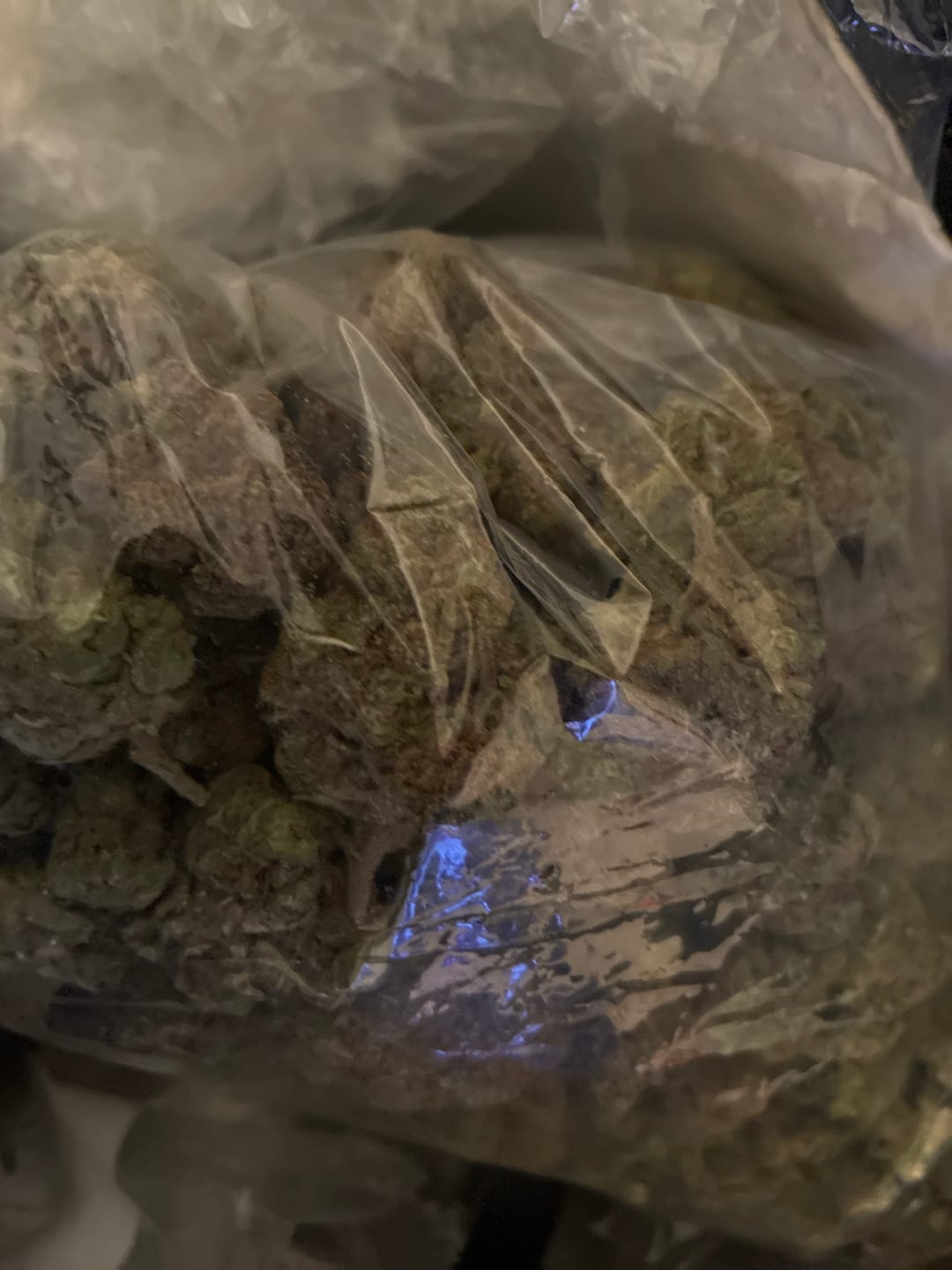 Customer photo review of Cheetah Piss - Bulk - Hybrid