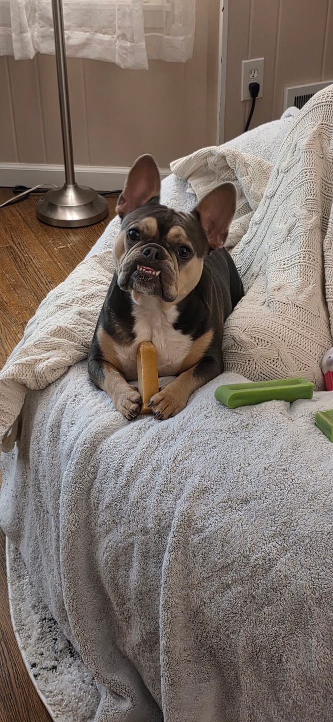 Customer photo review of Himalayan Yak Chew Flavor Pack