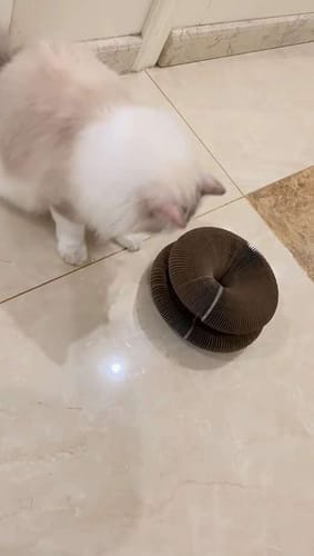 Customer photo review of CurePet Interactive Springs - Physical and Mental Exercise Toy for Cats