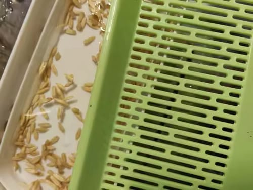 Customer photo review of Germinador de Pasto para Gato