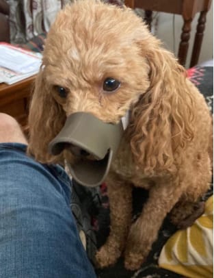 Customer photo review of Bozal QuietDog ˢᵗʳ Controla mordidas y ladridos.