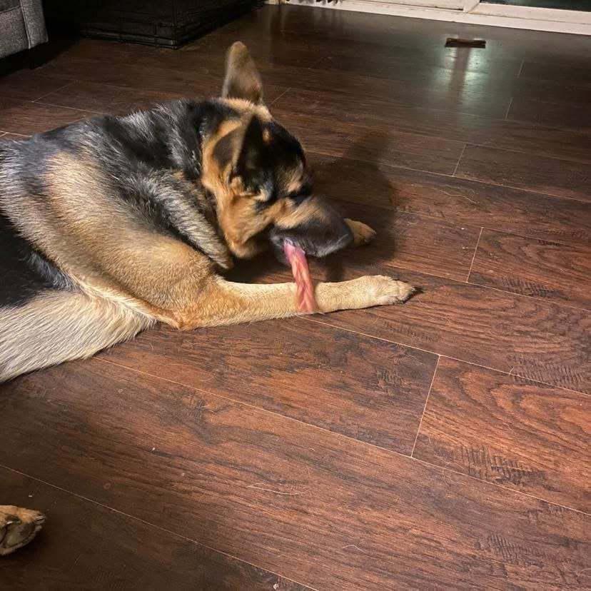 Customer photo review of 6 Inch Standard Braided Bully Stick