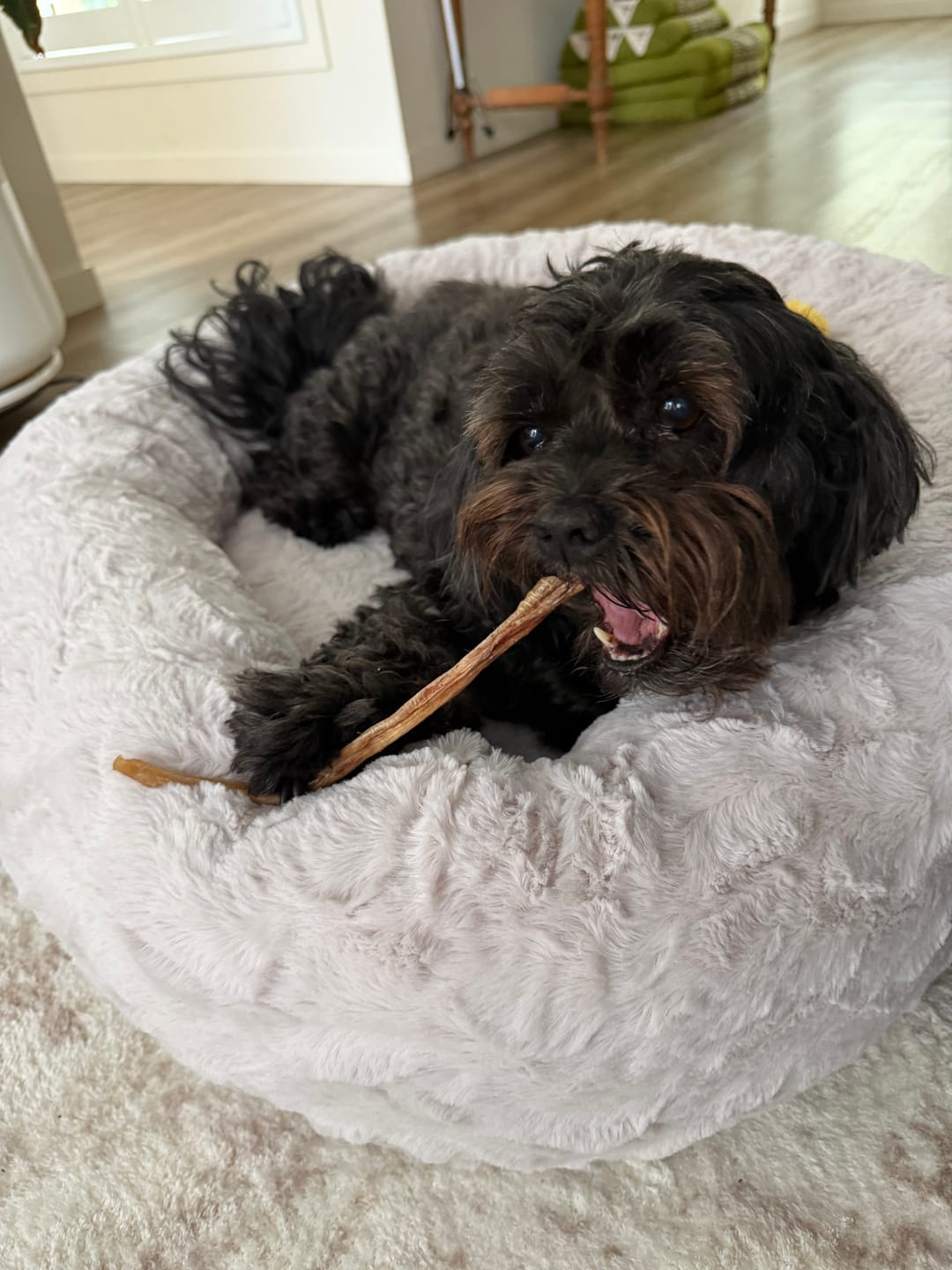 Customer photo review of Kangaroo Tendons - Natural Dental Chews!