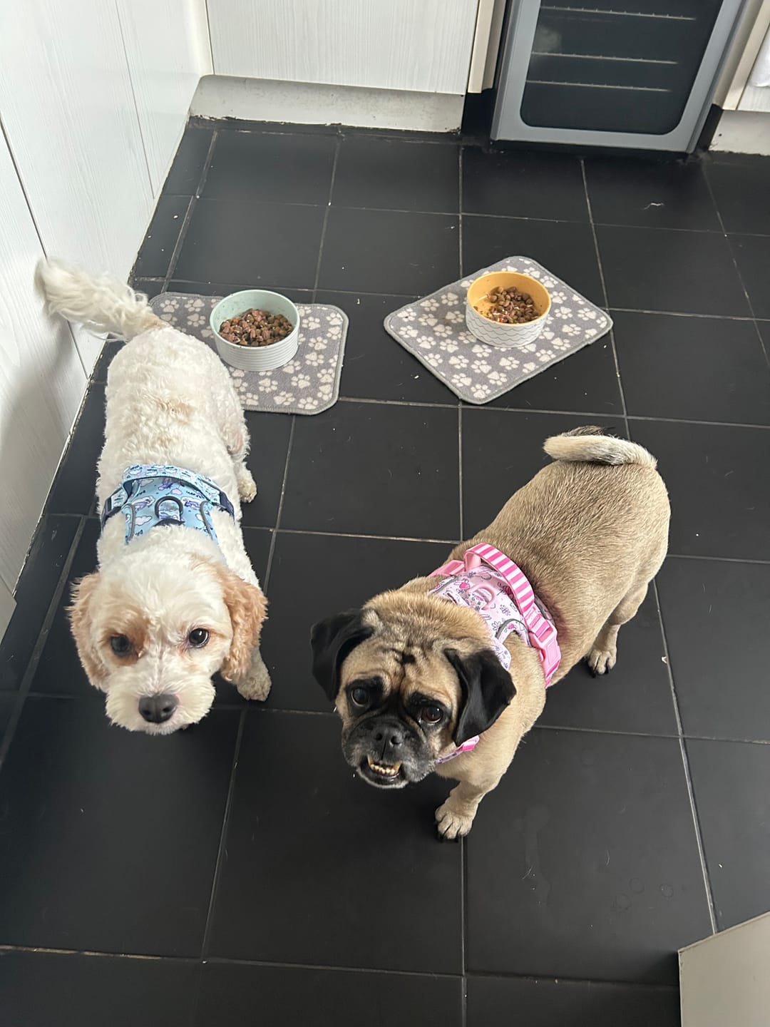 Customer photo review of Disney© Tough Trails™ Harness - Piglet