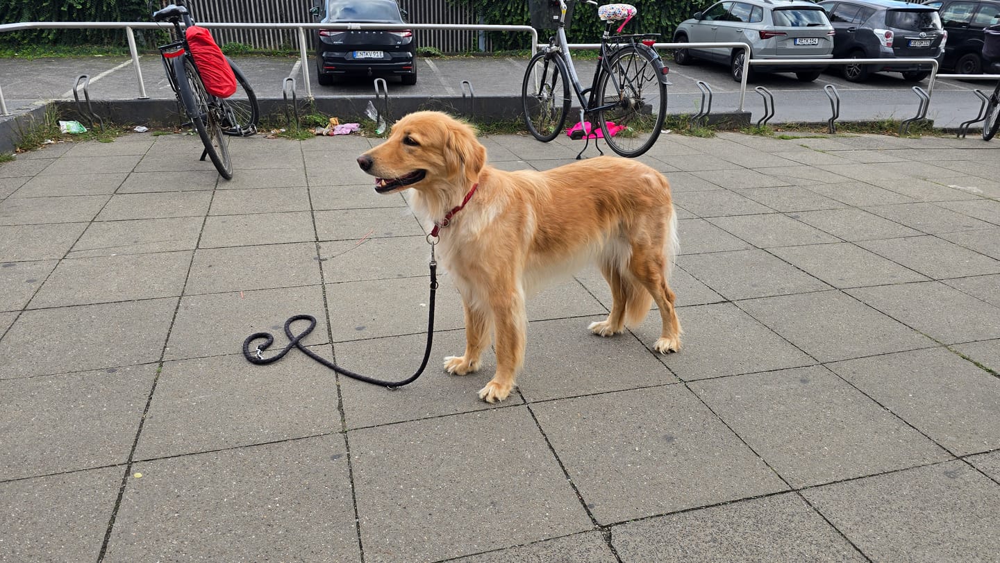 Customer photo review of Wurmtest Plus Hund