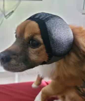 Customer photo review of Dog Anxiety Ear Cover
