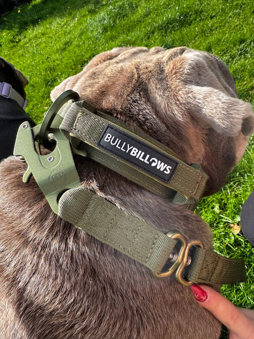 Customer photo review of 4cm Lighter Combat® Collar | With Handle & Secure Clip - Khaki x Khaki