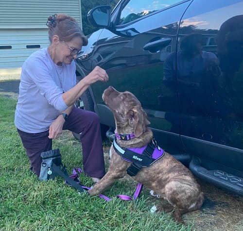 Customer's purple Dogshood No Pull Harness on a puppy while a person offers a treat near a car.