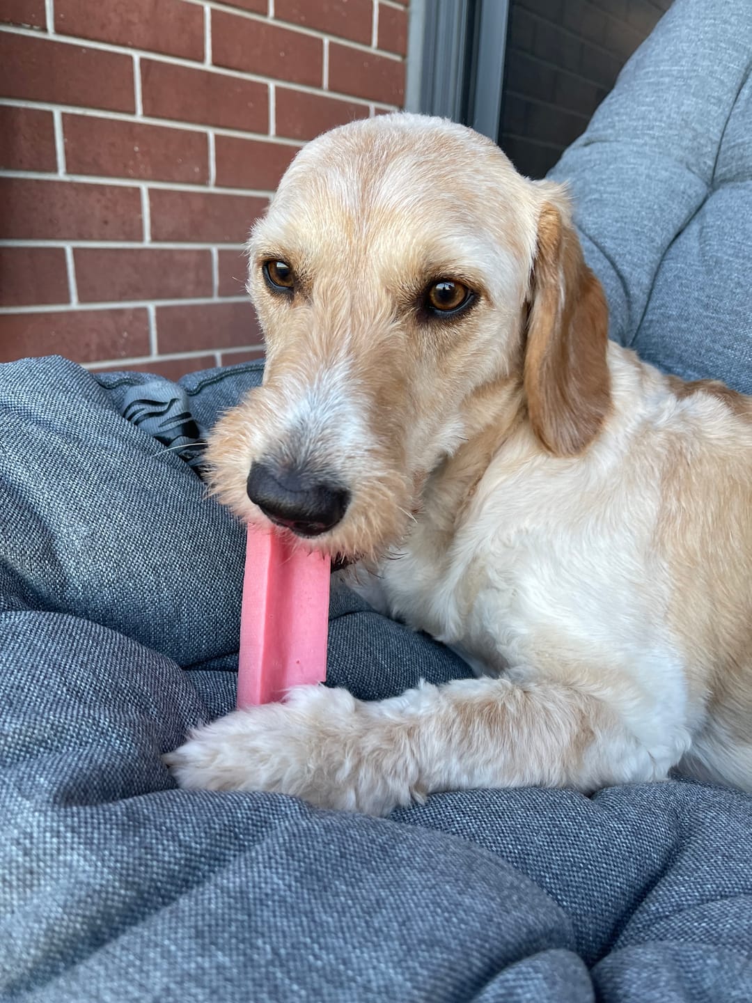 Customer photo review of Mint Himalayan Yak Chew (MEDIUM)