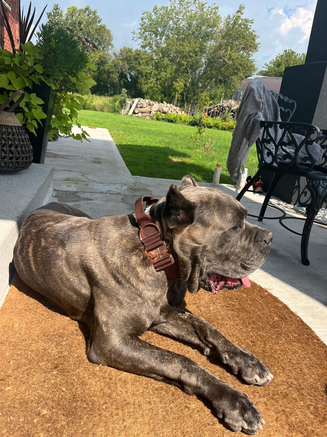 Customer photo review of 2" Tacti Luxe Dog Collar - Rose Gold - Chocolate