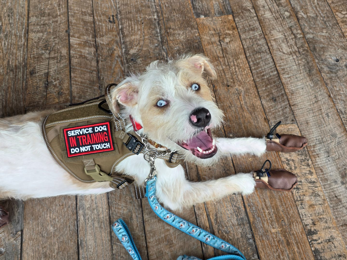 Customer photo review of The Lariat Cinch - Dog Boots - Full Set