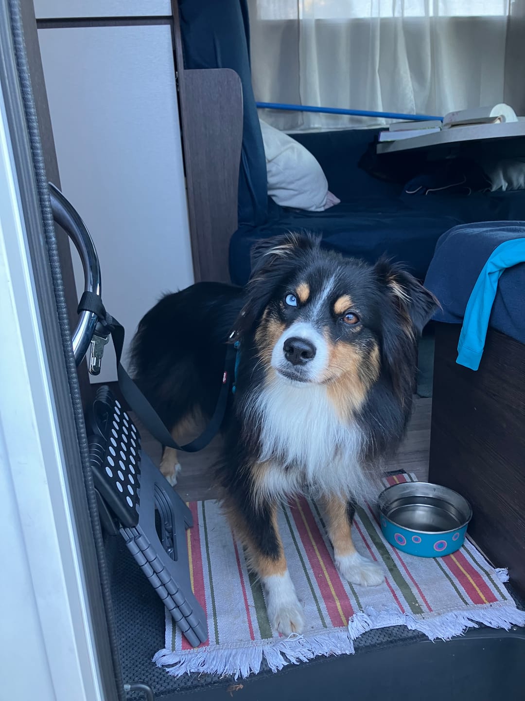 Customer photo review of Croquettes Energie + chien Actif pour Chien - 0. 285684 Mig